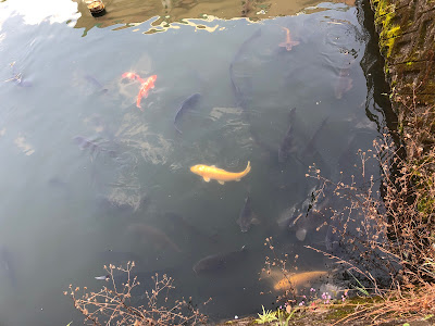 星田会館 妙音池の鯉