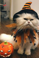 Disfraces de gatos para Halloween