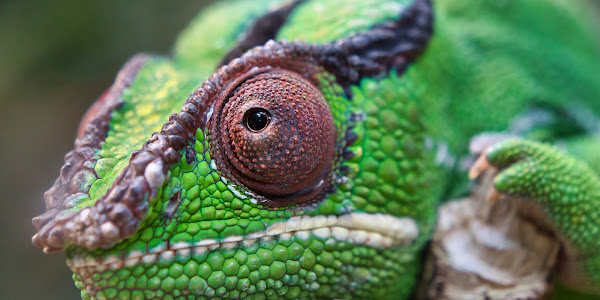 Why do chameleons change colors?