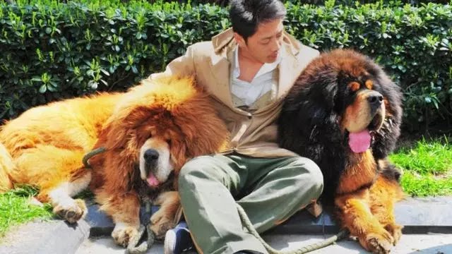 anjing tibet asuransi hewan peliharaan