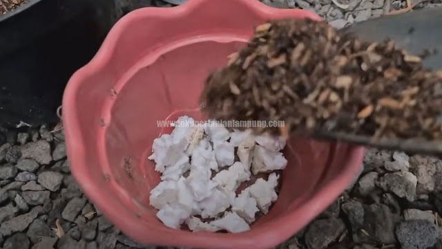 Cara Menanam Bonggol Aglonema