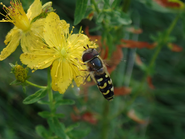 Scaeva selenitica