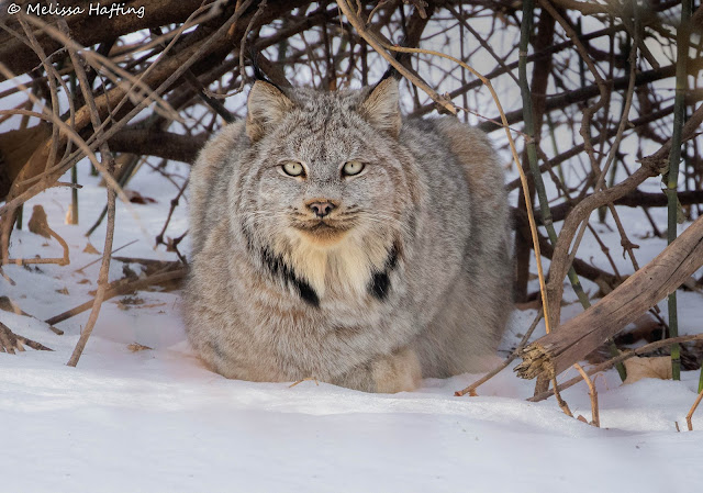 Creature Feature: Canada Lynx