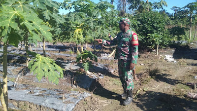 Babinsa Kuala Kencana Komsos dan Pendampingan Petani, Begini Tujuannya