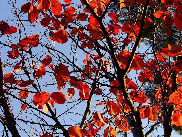 Вишня эдоская / Вишня иедская (Prunus x yedoensis, =Cerasus x yedoensis) осенью