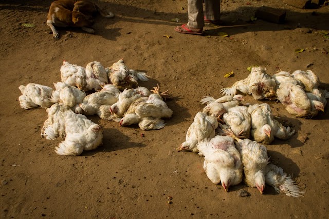 देश में बर्ड फ्लू की दस्तक : हजारों मुर्गियों की मौत से हड़कंप, मारे जाएंगे 25 हजार पक्षी