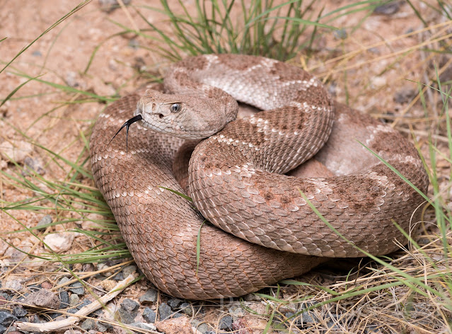 pink western diamondback rattlesnake