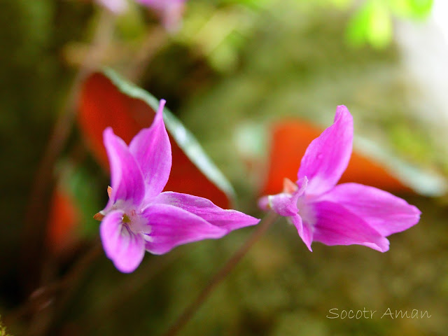 Viola variegate