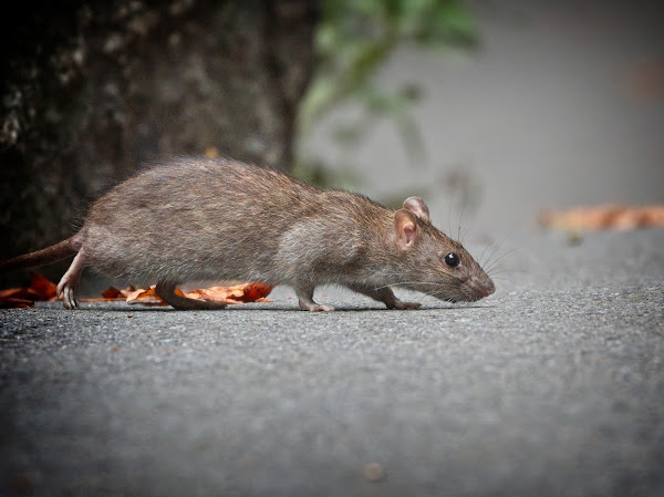 Rat looking for a snack