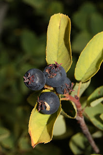 Ирга ольхолистная (Amelanchier alnifolia)