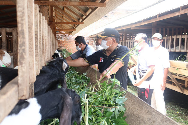   Bantu Warga Ratusan Ternak, Bupati Tamba Minta  Pelihara dengan Baik