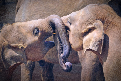 Baby elephants, playing baby elephants nose, pinnawala baby elephants, elephants amazing picture, Thunpath Rana, Ali anathagaraya pinnawala