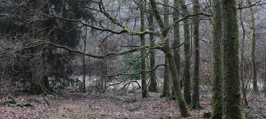 Les vieux arbres décharnés