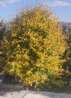 Linden tree turning gold