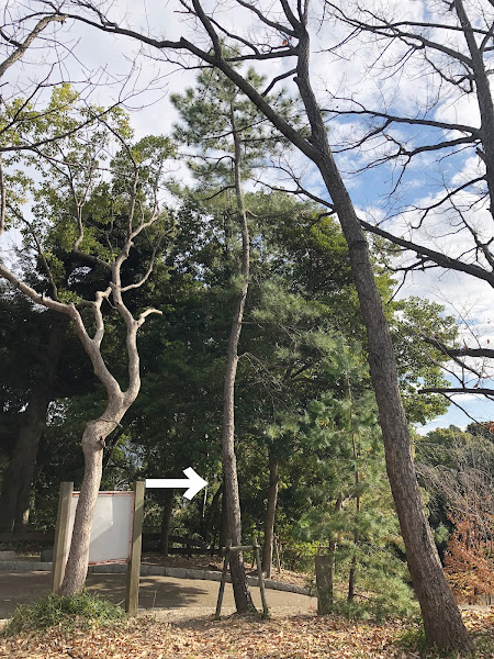 星田公園・・・『家康 旗掛けの松跡』