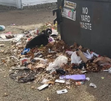 Los rescatistas descubren un perro descansando en un montón de basura junto a un contenedor de basura y entran rápidamente en acción