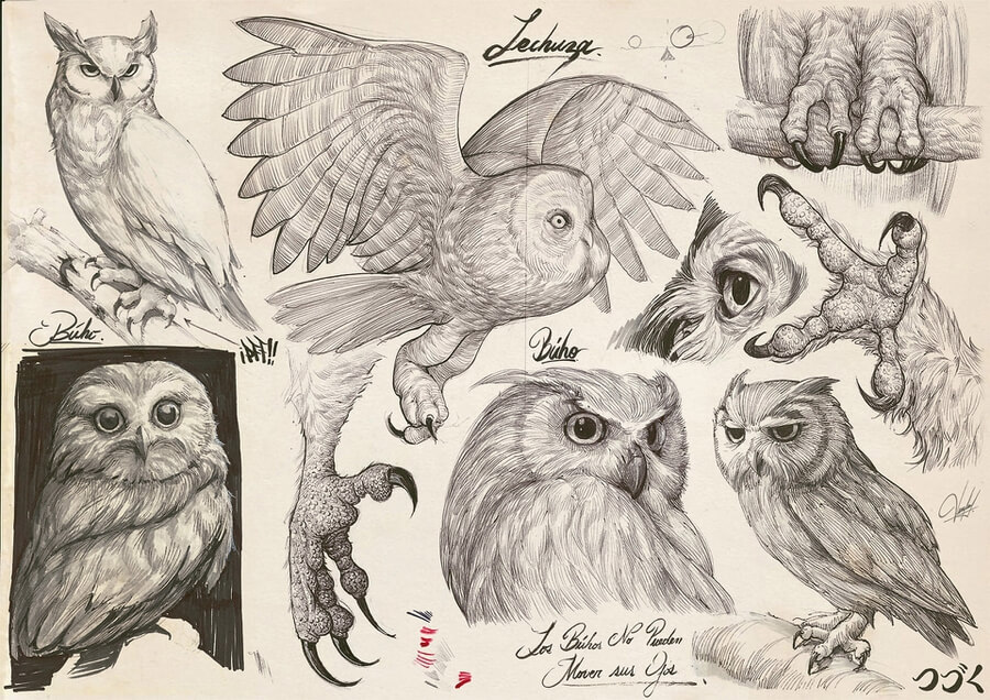 01-Owl-drawing-study-Francisco-Vasquez-www-designstack-co