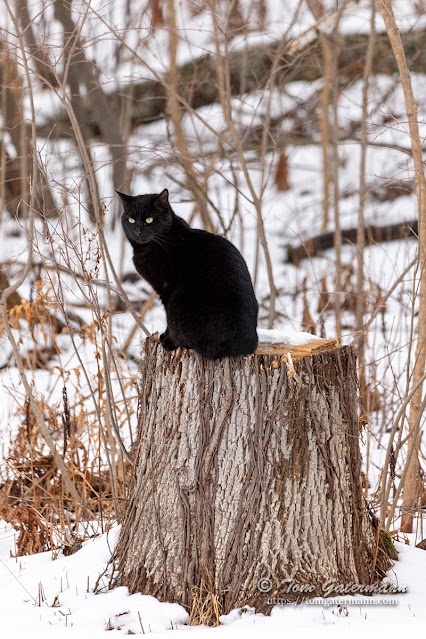 A cat sitting on a tree stump at the edge of the forest.