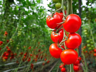 Tomatoes Benefits For Health