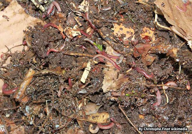 What is vermicomposting and how can farmers make it?
