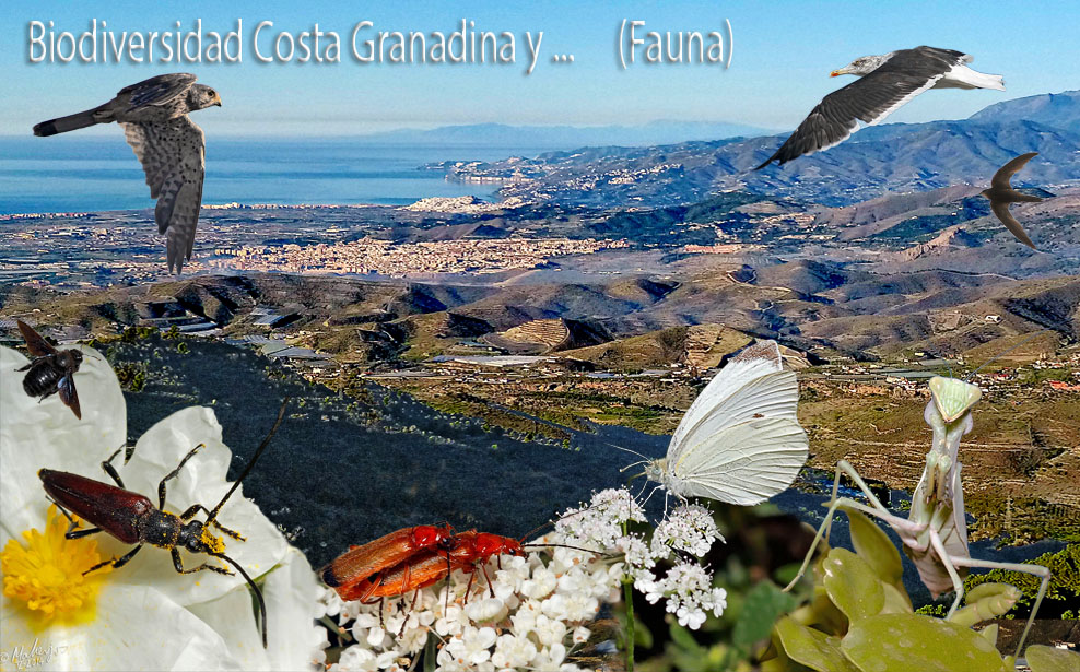 Biodiversidad Costa Granadina y ... (Fauna)