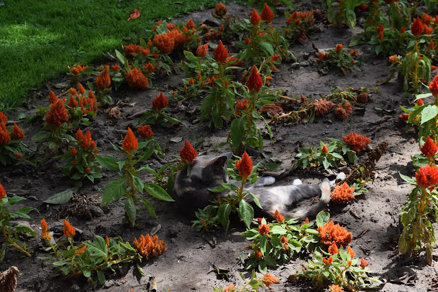 A gray cat grooms itself in a flower bed among pointed red-orange flowers