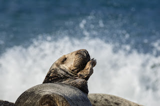 Wildlifefotografie Helgoland Düne Robben Kegelrobbe