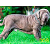 How many types of Mastiff breeds are there