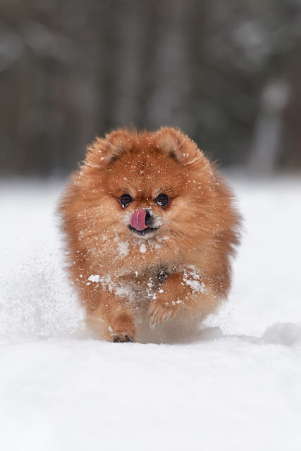 Pomeranian Dog Price In Sri Lanka