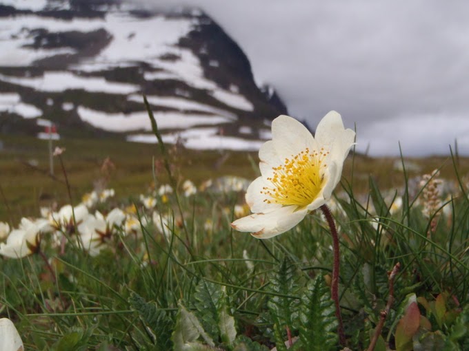 Planinski Cvijet Dryas (Mountain Avens; Holtasoley) šarmantna biljka