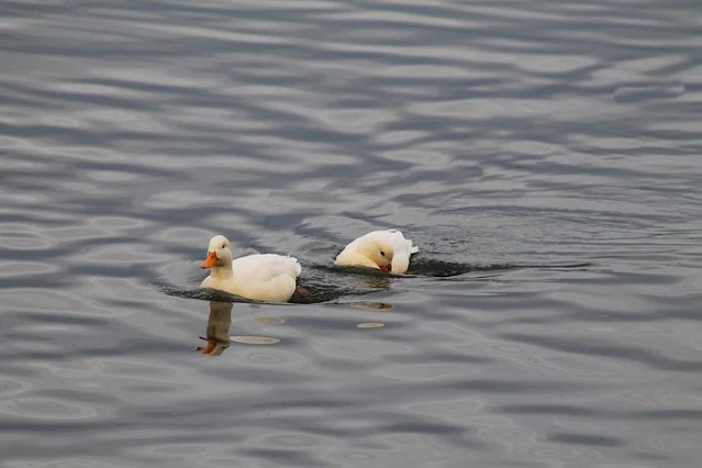 patos selvagens