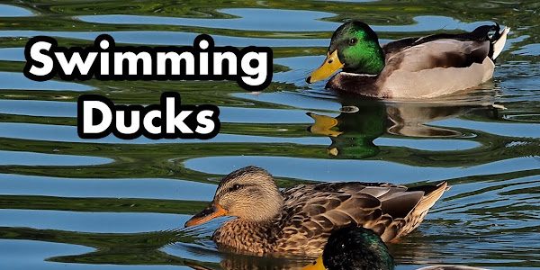 How Do Ducks Swim?