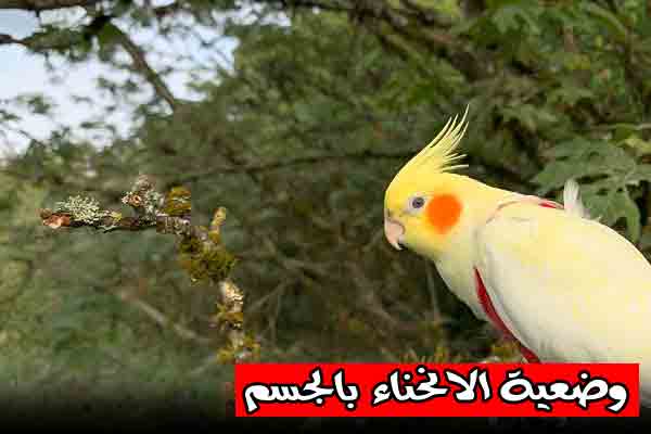 وضعية الانحناء بالجسم - جهاز Nooh Freestyle