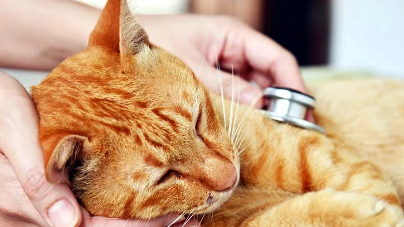 7 Signs That Your Cat Is in Pain