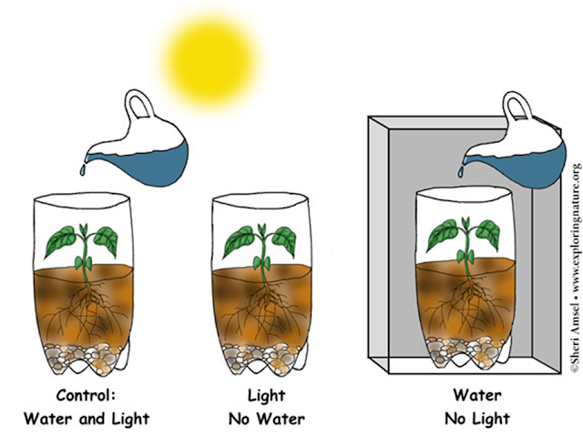 light is necessary for photosynthesis