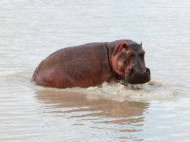 a hippo in a pool of water