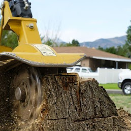 arborist services