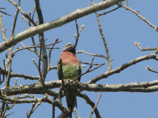 parakeet