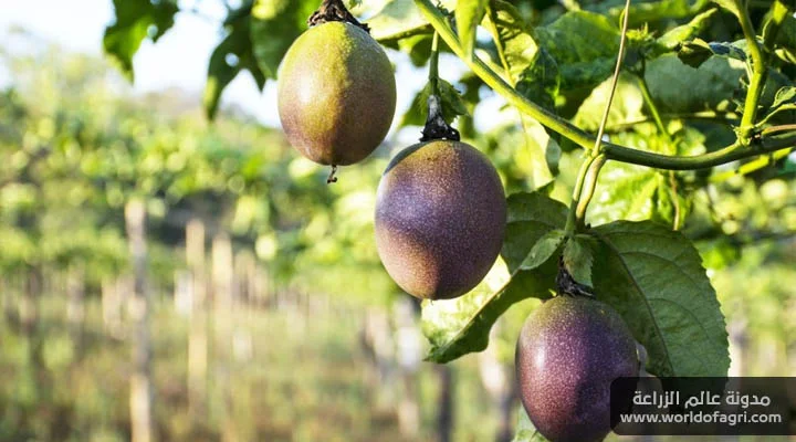 طريقة زراعة فاكهة الباشن فروت من البذور في المنزل - عالم الزراعة