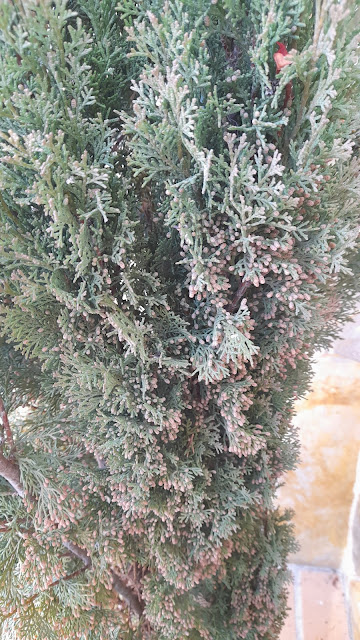 Ciprés (Cupressus sempervirens "Totem").