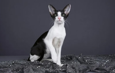 Karakter Ras Kucing Oriental Bicolor