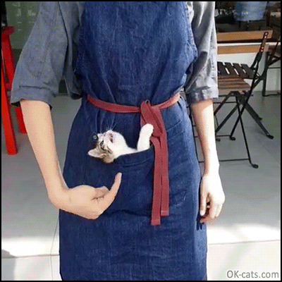 Cute Kitten GIF • Tiny Kitty in its pocket gently playing with Mom's finger “If it fits, I sits.” [ok-cats.com]