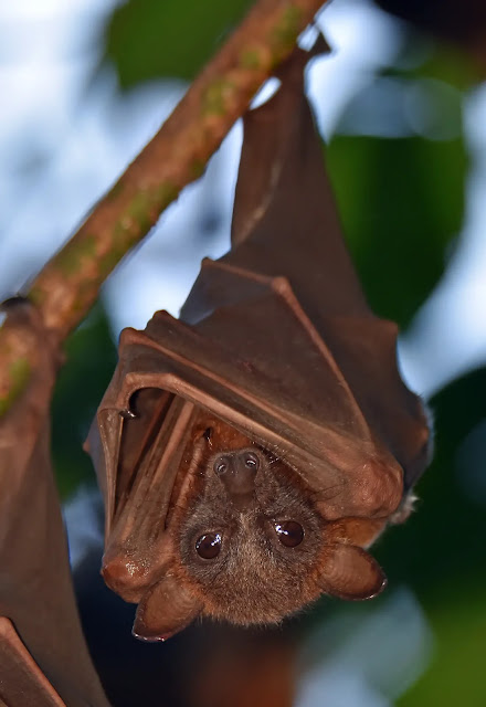 How is a bat born?