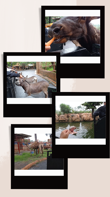 Safari Farm di Batu Secret Zoo