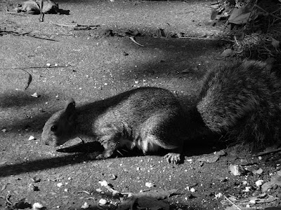 squirrel_black_white_panasonic_digital_camera