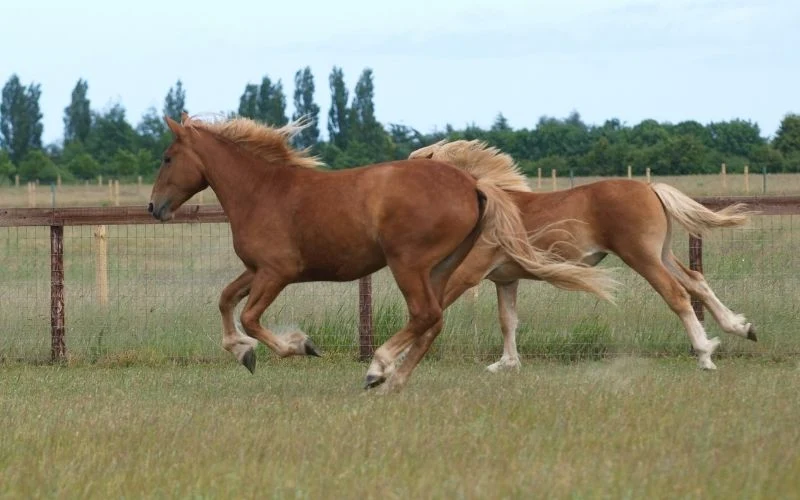 Suffolk Punch Horse - WebNewsOrbit