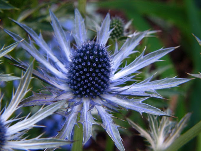 Cvijeće Eryngium (morska božikovina)