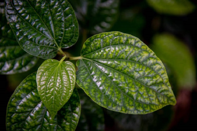 gambar daun sirih hijau cantik