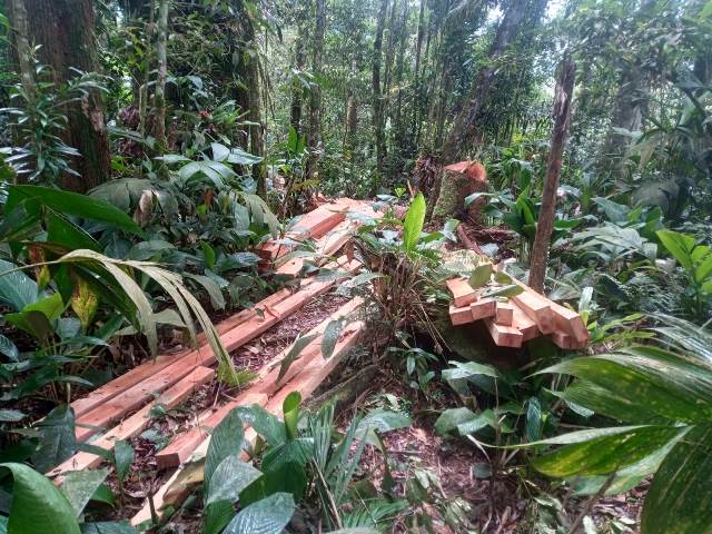Policia Ambiental flagra corte ilícito de madeira nativa em Barra do Turvo