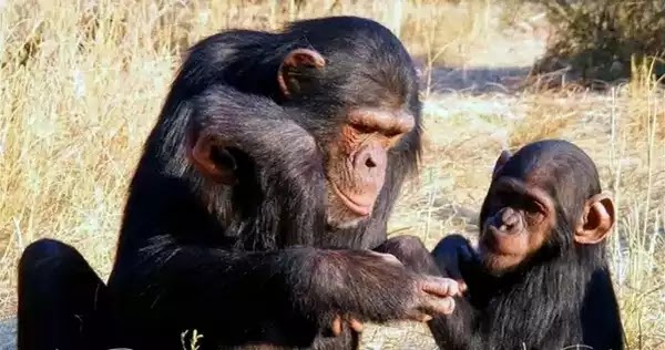 Chimpancés tratan heridas con insectos aplastados.